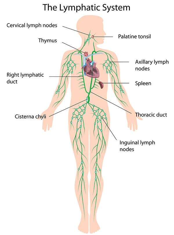 Lymphatic Drainage Massage Norwest